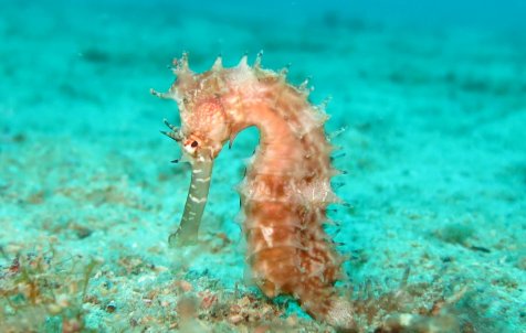 Diving Experience - Full day - Half day tours