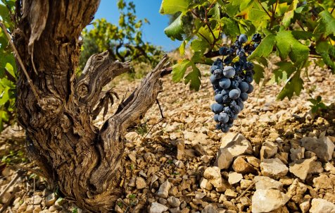 Island Hvar & wine tasting - Exclusive private speedboat tour